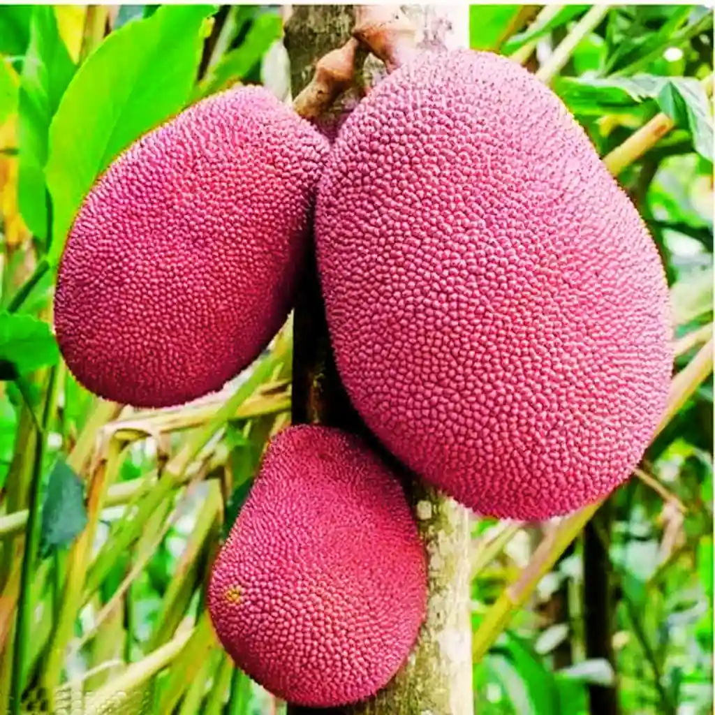 Jackfruit Red Plant
